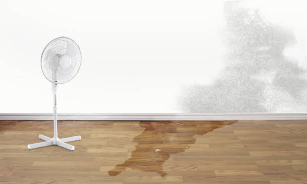 Best Professional water damage repair  in Hurlburt Field, FL