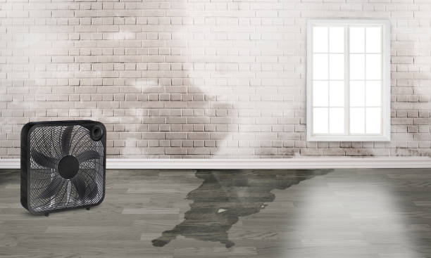 Best Sewage cleanup and water damage restoration  in Hurlburt Field, FL